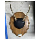 13" Deer Antler Mount on Wood Plaque