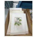 19th-Century Botanical Prints