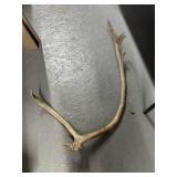 Large Elk Antler with Alcan Hwy BC Inscription