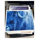 Wildlife and Portrait Photography Prints