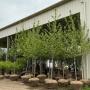 Clavey's Nursery, Inc.  Spring Inventory Auction