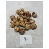 decorative empty snail shells