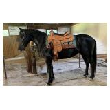 Black Teenaged Gaited Mare