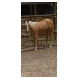 RO Miss Royal Reno - Reg Yearling AQHA Filly