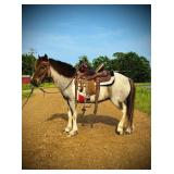 Hondo - 12 YO Roan & White Pony Gelding