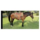 Pistol - 14 YO Bay Gelding