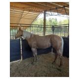 TMS Gold 044 - Reg 3 YO Palomino AQHA Gelding