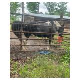 11 YO Black & White Spotted Gaited Mare