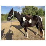 12 YO Black & White Spotted Gaited Mare