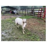 5 YO Medicine Hat Pony Stud