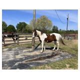 Charlie - 10 YO Sorrel & White Paint Gelding