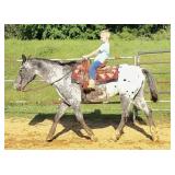 Dakota - Senior Appaloosa Gelding