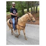 Spur - 9 YO Quarter Pony Gelding