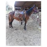 10 YO Bay Saddlehorse Mare & Filly Pair