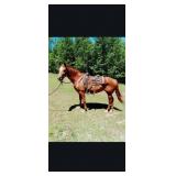 8 YO Sorrel Mare
