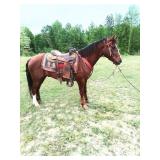 4 YO Bay Crossbred Gelding