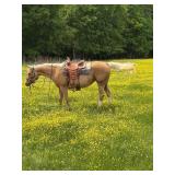 Goldie - 15 YO Palomino Mare