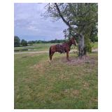 Meradas Ranger - Reg 8 YO Sorrel AQHA Gelding