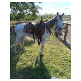 7 YO Gray Mare