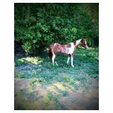 Chynne Yellow Star - Reg 2009 Model APHA Mare