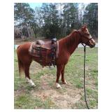 14 YO Sorrel Quarter Horse Mare
