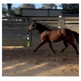 Ezasitgets - Dbl Reg 2 YO Bay Gelding