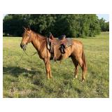 Cinch - 7 YO Chestnut Ranch Pony Gelding