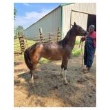 3 YO Chromed Out Bay Gaited Filly