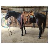 Asher - 16 YO Black Gelding