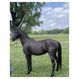 Midnight - 4 YO Black Gaited Mare