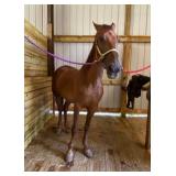 Coach Neyland - Reg 12 YO Chestnut TWH Gelding