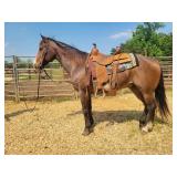 Teddy - 14 YO Paint Gelding