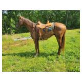 Jeb - 8 YO Chestnut Gelding