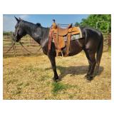 Crow - 17 YO Black Gelding