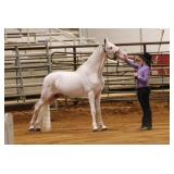 C'Em Shake N Bake - Reg Max White Sabino TWH Stud