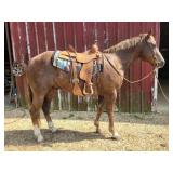Leroy - 9 YO Chestnut Gelding