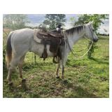 CJ - 5 YO Gray Gelding