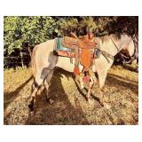 Mojo - 6 YO Gray Gelding (Sells on Application)