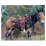 Lulu - 9 YO Bay Mare Mule