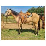 Miss Kitty - 10 YO Buckskin Mare