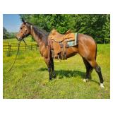 Sugar - 5 YO Bay Roan Mare