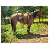 Dolly - 8 YO Bay Roan Mare