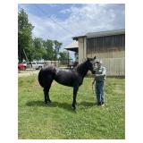 Velvets Blue Gypsy - Reg 5 YO Blue Roan AQHA Mare