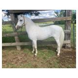 Taco - 10 YO Gray Pony Stud