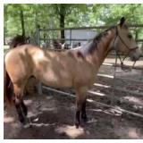 HK Poco Buck 24 - Reg 2 YO Buckskin AQHA Gelding
