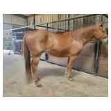 Double Zip Hancock - Reg 12 Sorrel AQHA Gelding