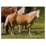 15 YO Palomino Mare