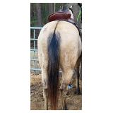 Peppy Badger Girl - Reg 15 YO Buckskin Mare