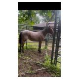 Ms Dusty Peppy Chex - Reg 2 YO Bay Roan AQHA Filly