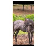 20 Months Old Gray Filly